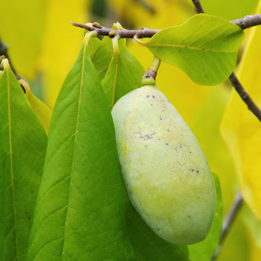 Pawpaw Tree Live Plant, Paw Paw Plant Live for Gardening, Fruit Gardening, Quart Potted