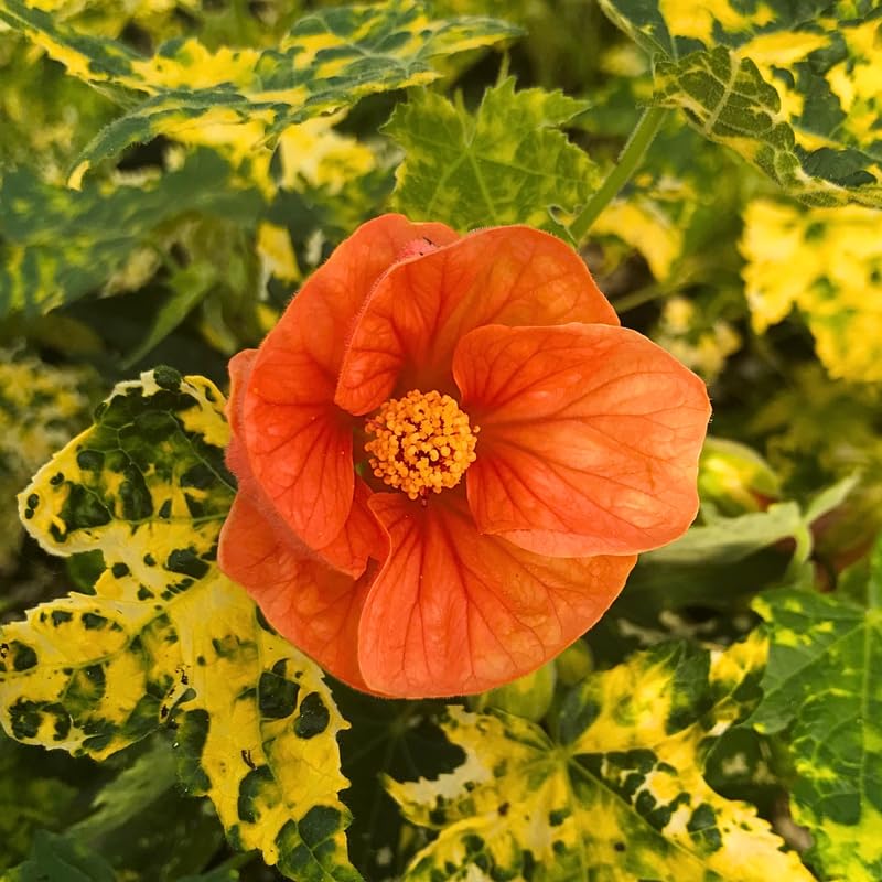 Set 2 Abutilon Plants Live, Hanging Lantern Flowers, Abutilon Trailing Vine 4-9 Inches