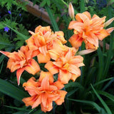Pack 10 Daylily Bulbs for Planting Spring, Fast Blooming Hardy Perennial Lily Bare Roots for Outdoor Growing (Double Orange Day Lily)