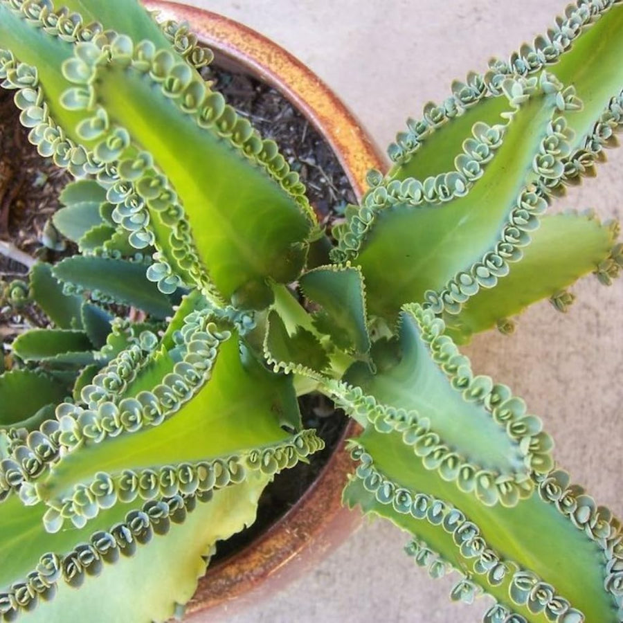 Mother of Thousands Kalanchoe Plant Live 4'' Pot, Hardy Succulent Indoor Houseplant for Growing
