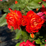 Multi-Colors Climbing Roses Live Plants 7 Months Old, Rose Bushes Ready to Plant 5-9" Tall, Very Fragrant, Can Grow As Climber or Bush Tree or Trellises, Walls, Fences
