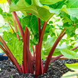Set 10 Rhubarb Roots for Planting, Red Rhubarb Plants Roots, Outdoor Garden Planting