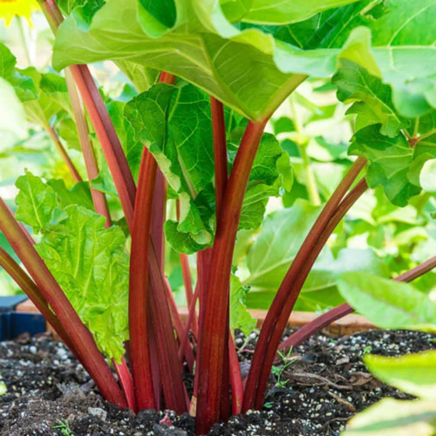 Set 10 Rhubarb Roots for Planting, Red Rhubarb Plants Roots, Outdoor Garden Planting