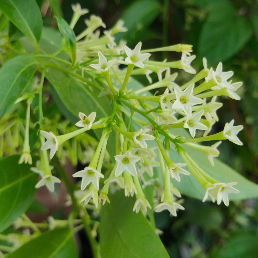White Jasmine Plant Live, Fragrant Jasmine Climbing Vine, 6-8 Inches Tall for Growing (Night Jasmine)