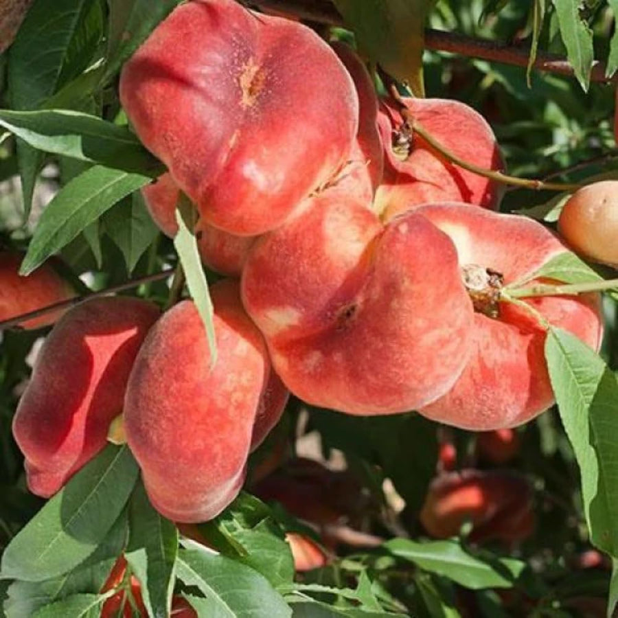 1 Year Old Donut Peach Tree Live Plant for Gardening, 1-3 Feet Tall, Cold Hardy, Zones 5-9, No CA