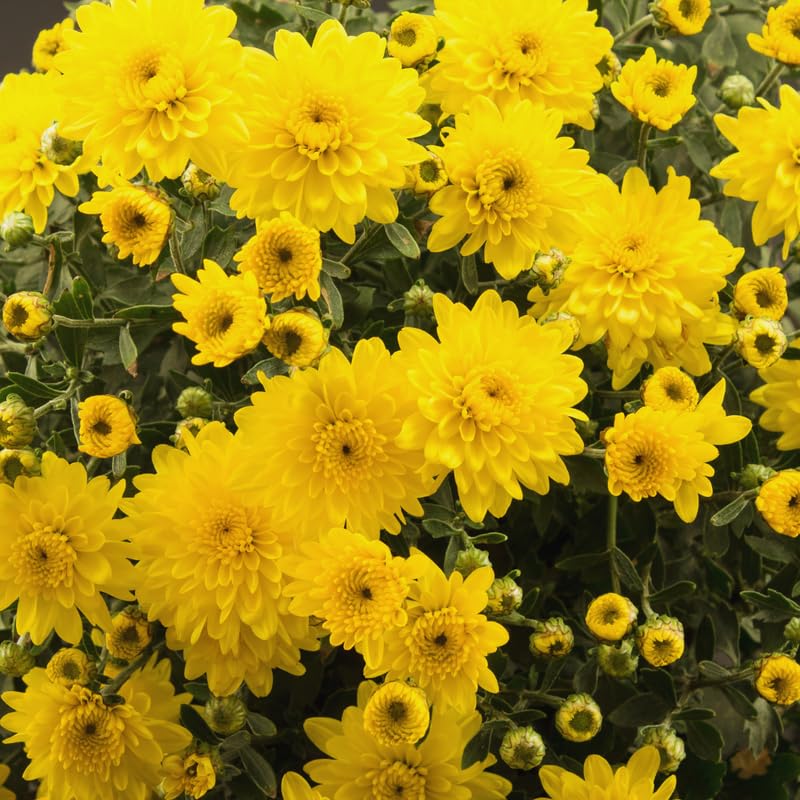 2 Live Chrysanthemum Plants, Mums Plants Live from 5 to 7 Inc Long, Well Rooted (Yellow)