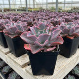 Blue Echeveria Live Plant, Echeveria Succulent Plant in 4 Inch Pot, Easy Care Succulent for Indoor Outdoor Houseplant