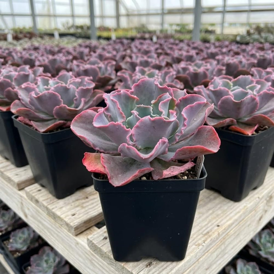 Blue Echeveria Live Plant, Echeveria Succulent Plant in 4 Inch Pot, Easy Care Succulent for Indoor Outdoor Houseplant