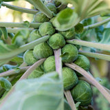 250+ Brussels Sprouts Seeds, Garden Seeds for Backyard Planting, Suitable for Outdoor Growing Conditions