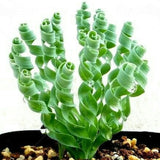 Albuca Plant Live Bare Root Succulent Live Plant, Rare Curly Leaf, Easy Care Indoor Plant for Collectors