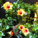 Rare Yellow Hibiscus Plant Live, Hardy Hibiscus Flowers Colorful Blooms for Outdoor Landscapes, 8-10 Inch Height, Hibiscus Shrubs, No Pot, Well-Rooted