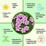 Oxalis Plant Live, Shamrock Spring Flower, 4 Inc Pot, Ornamental Oxalis Plant Live for Indoor Outdoor Garden, 4-8'' Tall (Light Purple)