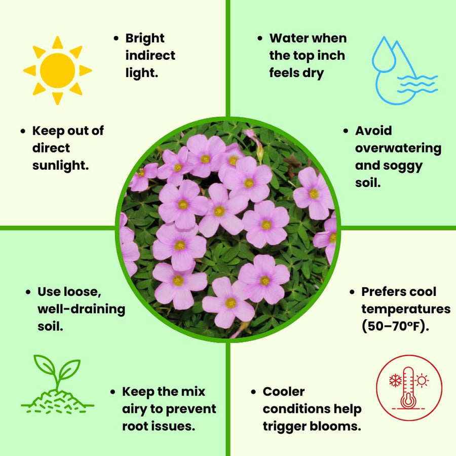 Oxalis Plant Live, Shamrock Spring Flower, 4 Inc Pot, Ornamental Oxalis Plant Live for Indoor Outdoor Garden, 4-8'' Tall (Light Purple)