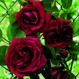 Red Climbing Rose Live Plant, Fragrant Rose Bush Ready to Plants, Zone 5 to 9, Size 5 to 7 Inches and Bare Root