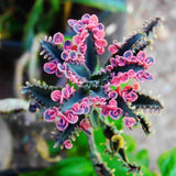 Kalanchoe Live Plant, Kalanchoe Mother of Thousands, Variegated Succulent Houseplant Indoor, 2 Inch Pot (Pink)