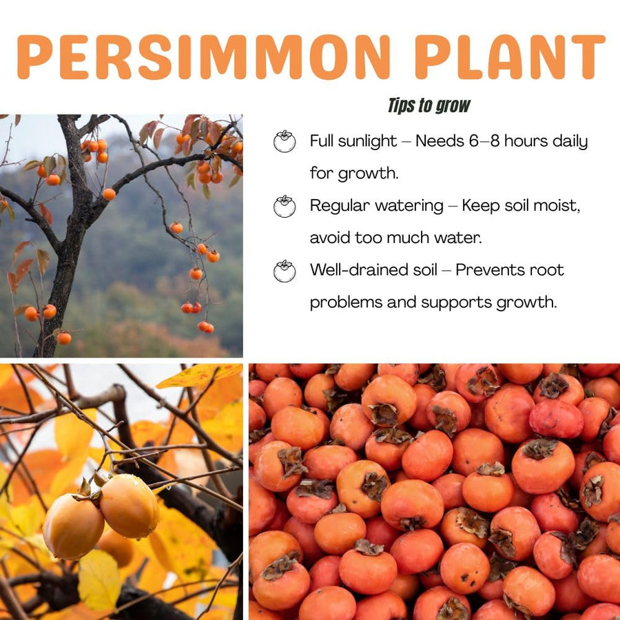 Set of 2 Live American Persimmon Plants, 6-10 Inch Tall, in Quart Pot, Sweet Persimmon Fruit Tree Bareroot for Garden, Backyard, and Outdoor Planting, Dormant in Winter
