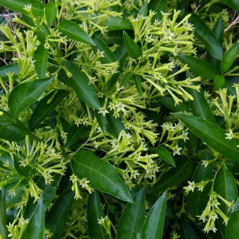 Night Blooming Jasmine Plant Live, Fragrant Jasmine Flowering Vine Plant 4-9 Inch, Climbing Jasmines Well Rooted Houseplant Indoor Outdoor