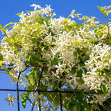 2 Jasmine Plants Live, Confederate Star Jasmine Tree Live Plant Plugs Size, Fragrant White Flower, 2-3 Inches in Tall, No Pot, Fast-Growing