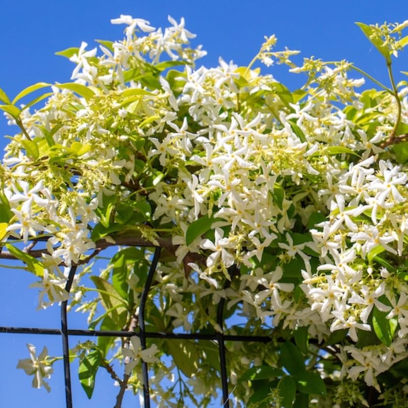 2 Jasmine Plants Live, Confederate Star Jasmine Tree Live Plant Plugs Size, Fragrant White Flower, 2-3 Inches in Tall, No Pot, Fast-Growing