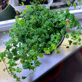 Succulent Plant Live, Trailing Houseplant, Indoor Green Foliage Plant in 4 Inch Pot (String of Frogs)