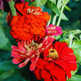 2 Red Zinnia Plants Live, Zinnia Live Plants for Planting, Flower Plant, 4 Inches Pot