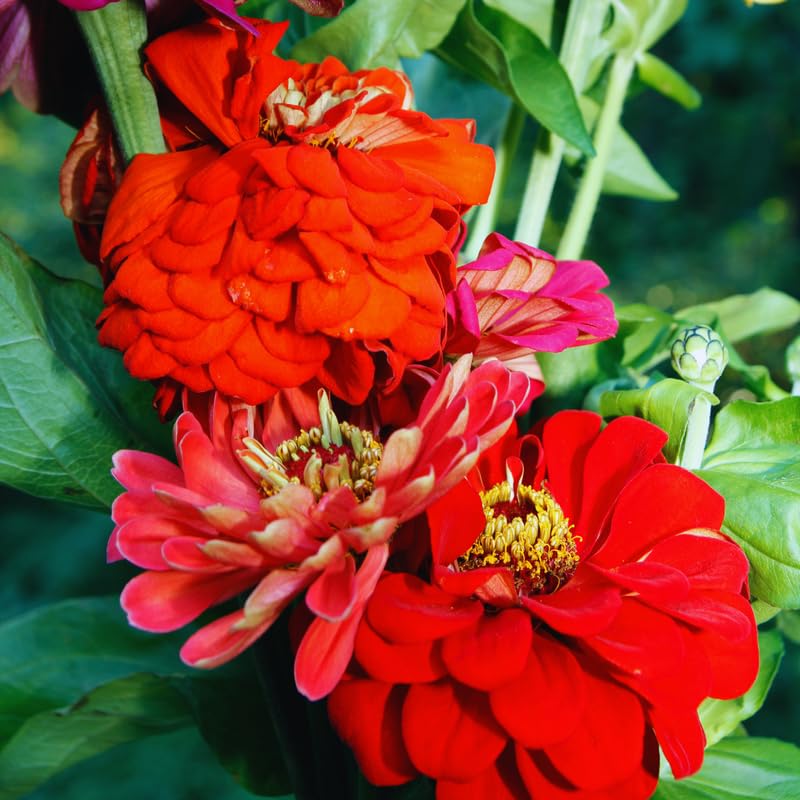 2 Red Zinnia Plants Live, Zinnia Live Plants for Planting, Flower Plant, 4 Inches Pot