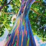 Rainbow Eucalyptus Plant Live, Eucalyptus Live Plants, in 2.5" Pot, Well-Rooted Starter Plants for Indoor Outdoor Growing