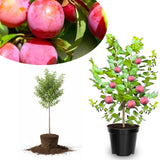 1 Year Old Plum Tree Live Plant for Planting, 12"-18" in Height, Plum Tree for Spring Gardening, Winter Hardy, Dormant Bare Root