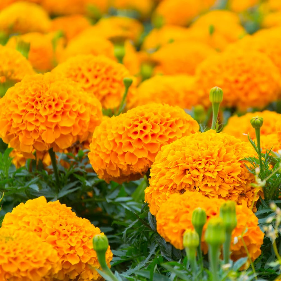 Orange Marigold Plants Live, 3 Starter Plant, Live Marigold Flower Plants Indoor or Outdoors Growing Planting Gardening