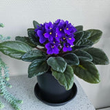 African Violets Live Plant 4-8 Inches Tall, 4 Inch Pot, African Violets Plants Live, Flowering Houseplant for Planting (Blue African Violets)