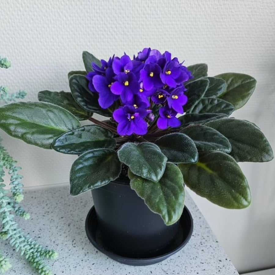 African Violets Live Plant 4-8 Inches Tall, 4 Inch Pot, African Violets Plants Live, Flowering Houseplant for Planting (Blue African Violets)