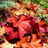 Set 2 Heuchera Bushes Live Plants, Live Perennial Coral Bells for Planting, 4 to 8 Inches - Red Orange
