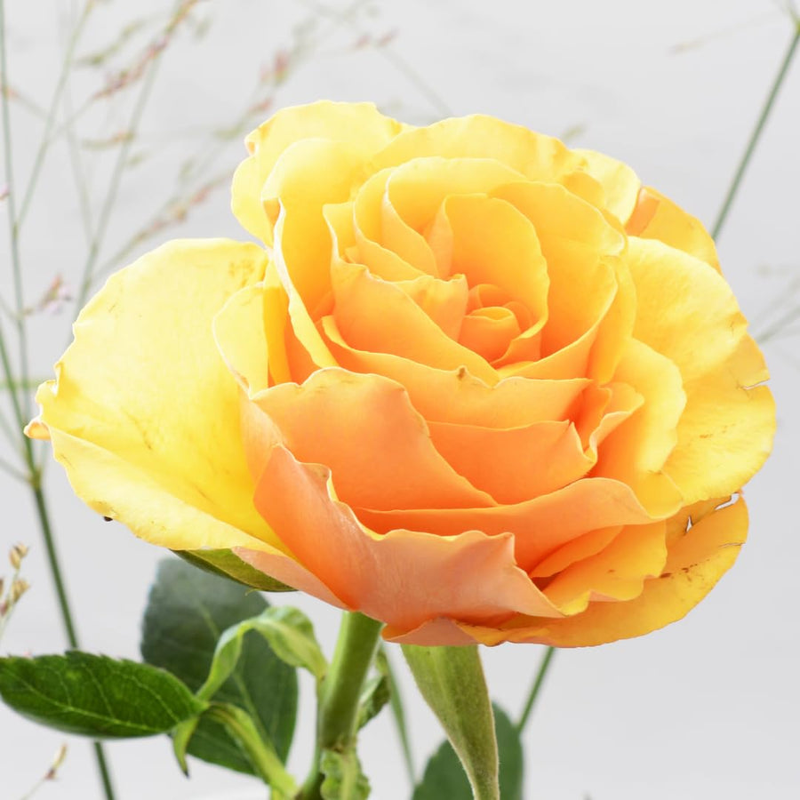 Fragrant Sunrosa Rose Bushes Plant Live, Gold Yellow Rose Climbing Flower Trees, Bright Golden Yellow Live Roses Bushes Bare Root Ready to Plant, 5-10 Inc Tall