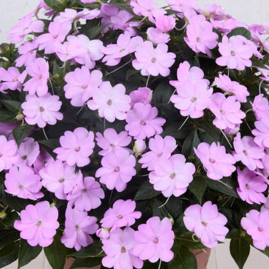 Light Purple Impatiens Live Plant in 4-Inch Pot, Impatiens Plant 3-5 Inch Tall, Flowering Annual for Gardens and Containers