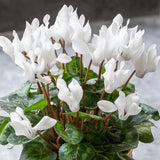 White Cyclamen Plant Live, Hardy Cyclamen Flowers, in 4 Inc Pot, Indoor Cyclamen Houseplant with Blooming Potted Flowers