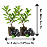 Set 2 Chokeberry Plant Live, Black Chokeberry Live Plant for Home Garden, 2-3 Years Old Bare Roots, Black Berries Shrub, 14 to 16 Inches Tall
