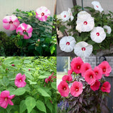 Mix Hibiscus Plant Live, Hardy Hibiscus Flowers for Outdoor Landscapes, 5-9 Inch Height, Ornamental Hibiscus Bush Shrub, Well-Rooted, No Pot