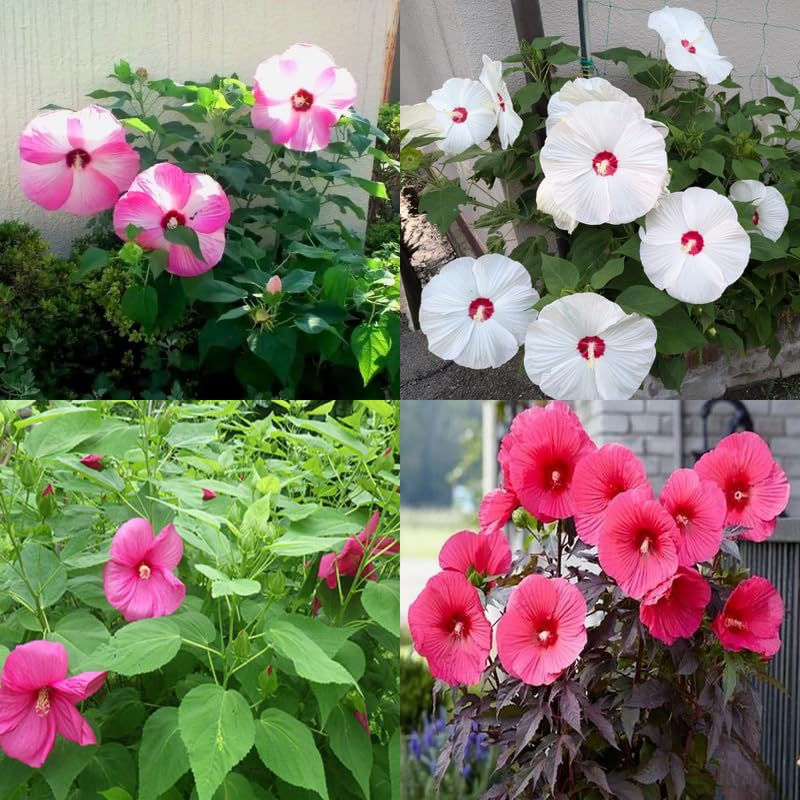 Mix Hibiscus Plant Live, Hardy Hibiscus Flowers for Outdoor Landscapes, 5-9 Inch Height, Ornamental Hibiscus Bush Shrub, Well-Rooted, No Pot