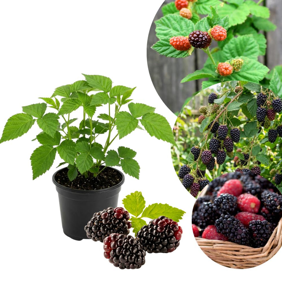 Thornless Boysenberry Plant, Boysenberry Plant for Planting, 5-7 Inc Tall, Sweet Boysenberries for Indoor Outdoor Growing