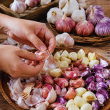 4 Mix Garlic Bulbs for Planting, Garlic for Planting, High-Yield Hardy Garlic for Garden