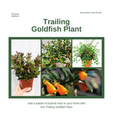 Trailing Goldfish Plant Live Potted 4 Inc, Tropical Goldfish Plant for Hanging Basket, Houseplant Indoor Live Plant