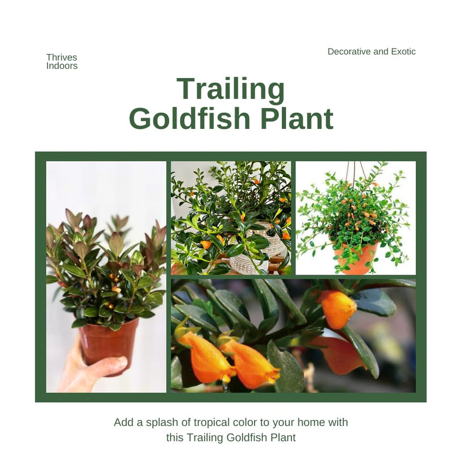 Trailing Goldfish Plant Live Potted 4 Inc, Tropical Goldfish Plant for Hanging Basket, Houseplant Indoor Live Plant