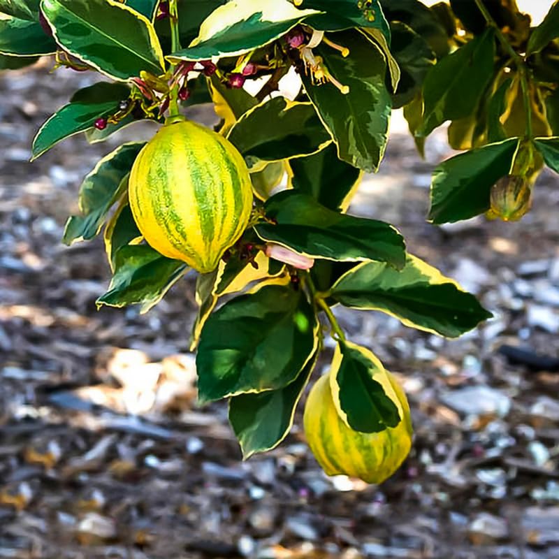 Variegated Pink Lemon Tree Live, Grafted Citrus Tree 3 Feet Tall, Pink Lemon Fruit Tree