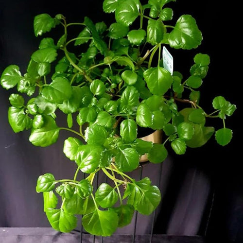 Set 2 Plectranthus Swedish Ivy Plants Live Ready to Grow, Green Swedish Ivy Mint Herb Starter Plants Indoor Outdoor Hanging Basket Houseplant