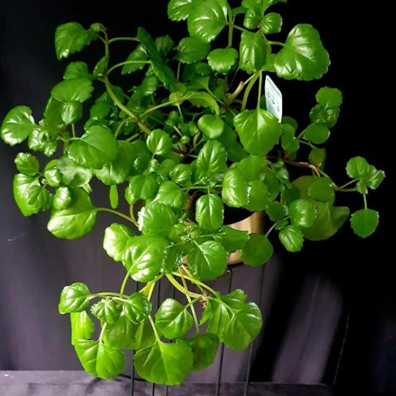 2 Plectranthus Swedish Ivy Plants Live for Growing, Green Swedish Ivy Mint Herb Starter Plants to Grow Hanging Basket Houseplant