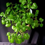 2 Green Swedish Ivy Plants Live for Planting, Plectranthus Swedish Ivy Herb Live Starter Plants, Swedish Ivy Mint Plant Hanging Basket Houseplant