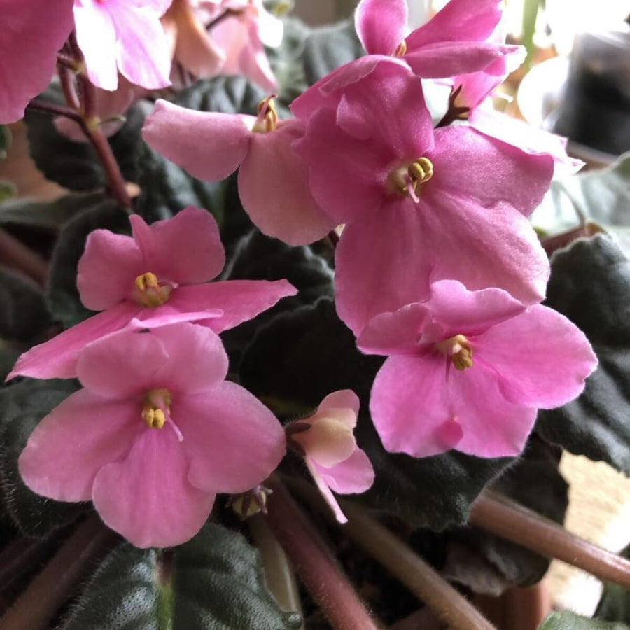 Light Pink African Violets Live Plant in 4" Pot, Starter African Violet for HouseplantIndoor Outdoor Home Decor