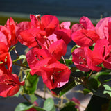 Bougainvillea Plant Live, Bougainvillea Flower Plants, Trailing Flowering Vines, Vibrant Blooms, 4-7 Inches Tall in 4 Inch Pot for Growing (Red)