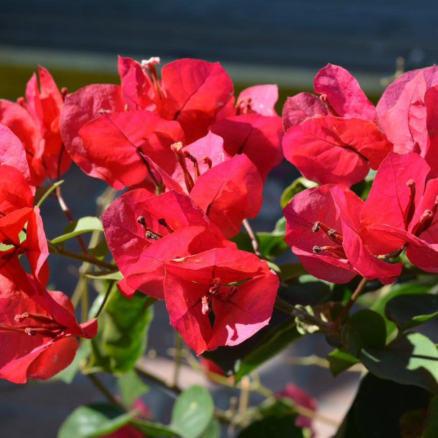 Bougainvillea Plant Live, Bougainvillea Flower Plants, Trailing Flowering Vines, Vibrant Blooms, 4-7 Inches Tall in 4 Inch Pot for Growing (Red)