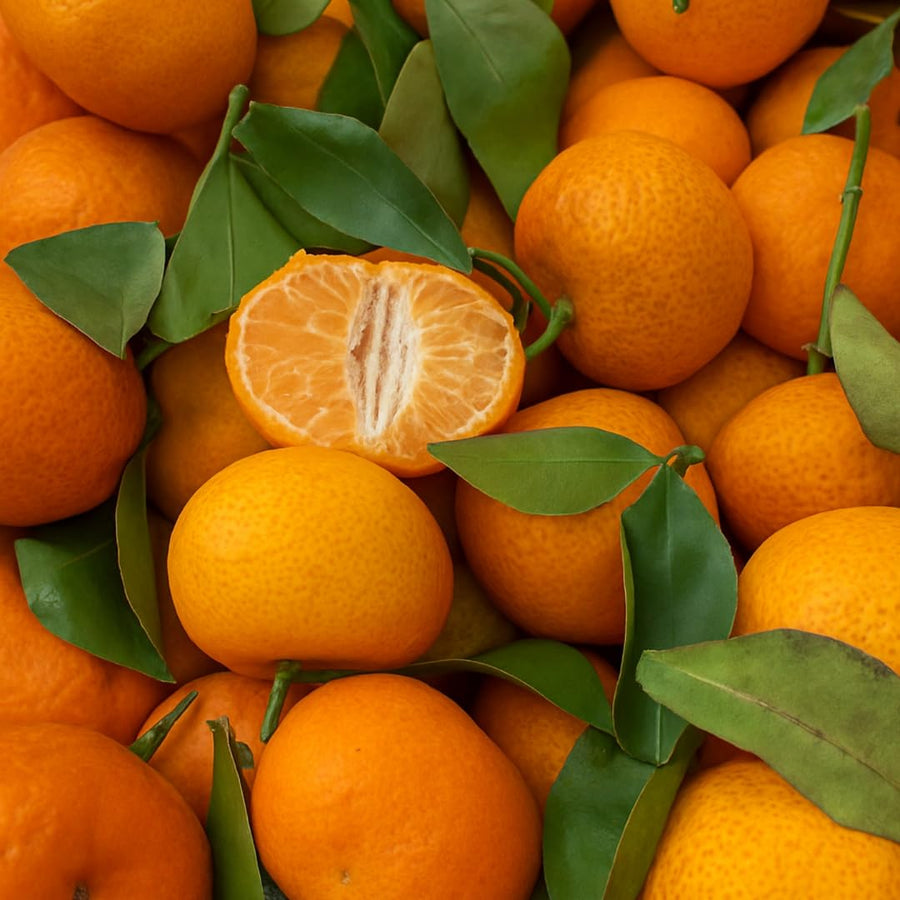 Live Tangerine Tree Plant, Sweet Tangerine Fruit Tree, Citrus Tree, 3 Feet Tall, Ready for Growing